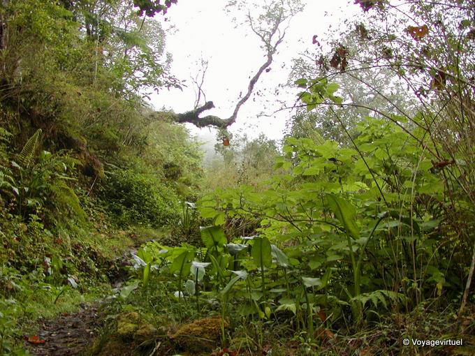 Üppige Vegetation Feuchtigkeit Dimitile - Insel Reunion