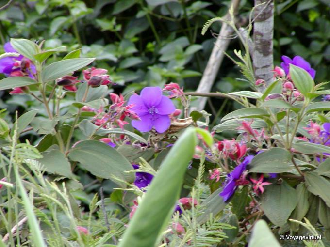 Kleine Blume Tibouchine - Insel Reunion