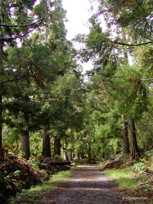 Im Wald von Cilaos - Insel Reunion