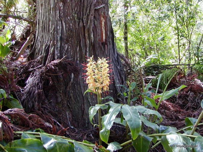 Baum und Blume - Insel Reunion