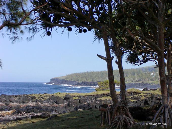 Waschen, Pandanus und Klippen an der Spitze der Tabelle - Insel Reunion