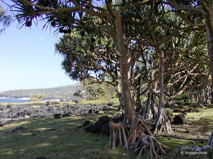 Die Wurzeln der Pandanus Pyramidenbahn, im Süden der Insel - Insel Reunion