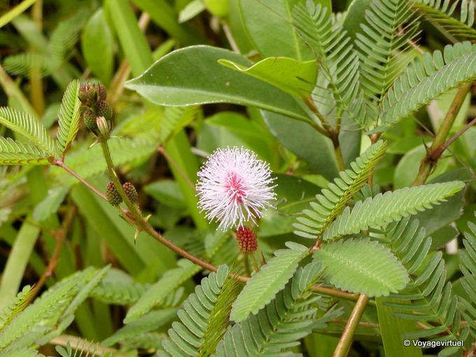 Mimosa schüchtern, empfindliche Pflanze, auch als Marie-Scham oder Gras mamzelle bekannt - Insel Reunion
