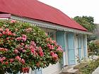 Bougainvillea und Fensterläden, Entre-Deux, Insel Reunion.