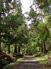 Im Wald von Cilaos, Insel Reunion.