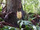 Baum und Blume, Insel Reunion.
