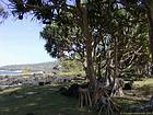 Die Wurzeln der Pandanus Pyramidenbahn, im Süden der Insel, Insel Reunion.