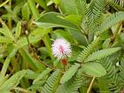 Mimosa schüchtern, empfindliche Pflanze, auch als Marie-Scham oder Gras mamzelle bekannt, Insel Reunion.