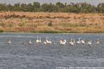 Arborea, rosa Flamingos in der Lagune, Sardinien.