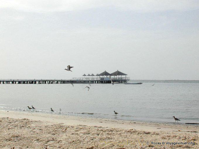Vögel am Strand - Senegal