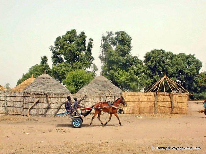 Hardi kleines Pferd trabte zum Dachdecken - Senegal