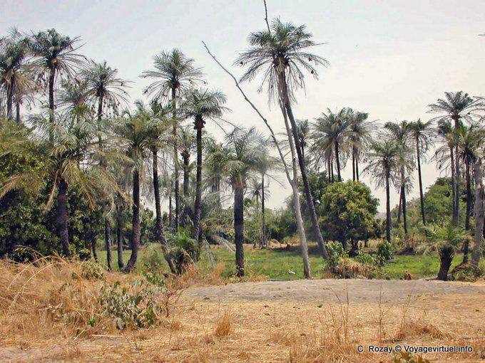 Slice-Kampagne in den Ländern des Saloum Delta - Senegal