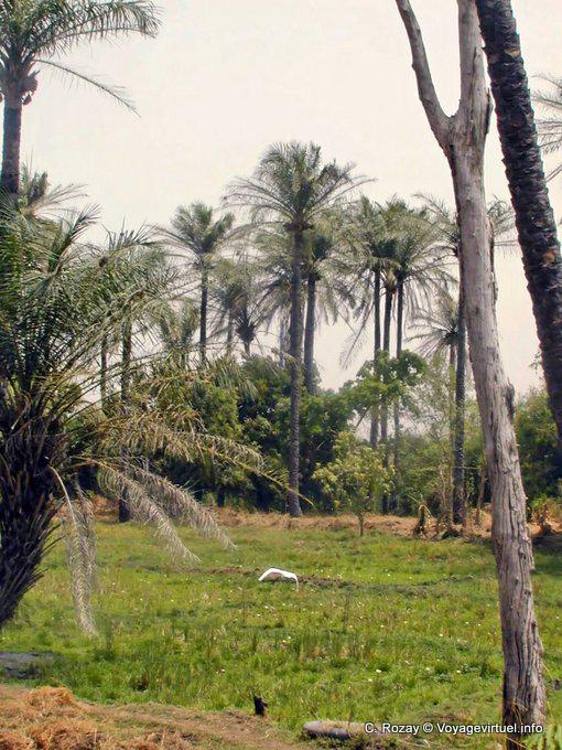 Kultivierte Oasen und Palmen in der Region Saloum - Senegal