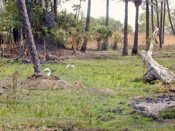 Ibis Flug - Senegal