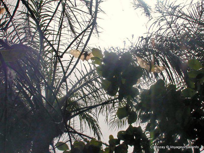 Big Fledermaus im Flug (Flughunde) - Senegal