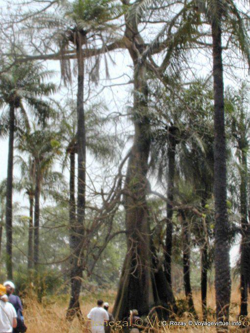 Bush zu Fuß - Senegal
