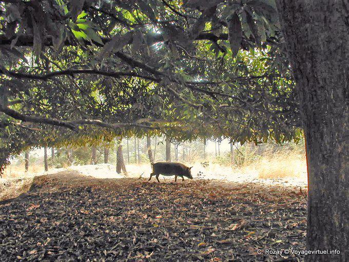 Schwein fast wild in der Suche nach Nahrung, Park Saloum - Senegal
