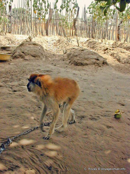 Ein weiterer Blick auf den roten Colobus Affen in einem Dorf in Saloum angekettet - Senegal