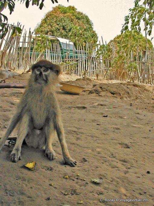 Red Colobus Affen im Park des Saloum Delta - Senegal
