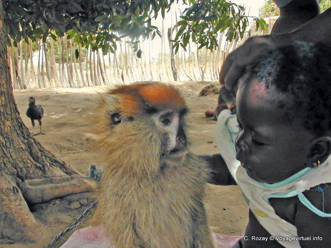 La gamine et le singe, Sénégal