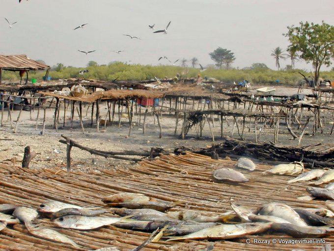 Traditionelle Fisch Trocknen Saloum Delta- - Senegal