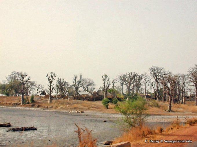 Bäume im Winter beraubt - Senegal
