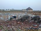 Schweineherde in der Deponie, Foundiougne, Senegal.