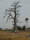 Der kleine Mann vor dem Baobab-, Senegal.