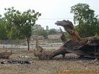 Baumstumpf Tod Foudiougne, Senegal.