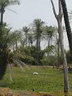 Kultivierte Oasen und Palmen in der Region Saloum, Senegal.