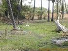 Ibis Flug, Senegal.