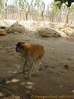 Ein weiterer Blick auf den roten Colobus Affen in einem Dorf in Saloum angekettet, Senegal.