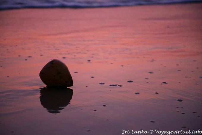 Kokosnüsse am Strand Beruwela - Sri Lanka