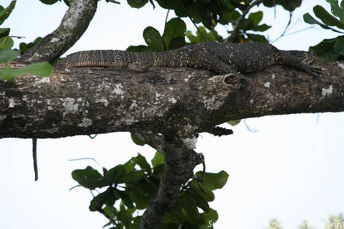 Wasserwächter (Varanus Salvator) Beruwela - Sri Lanka
