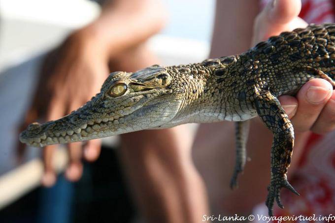 Baby-Krokodil, Beruwela - Sri Lanka