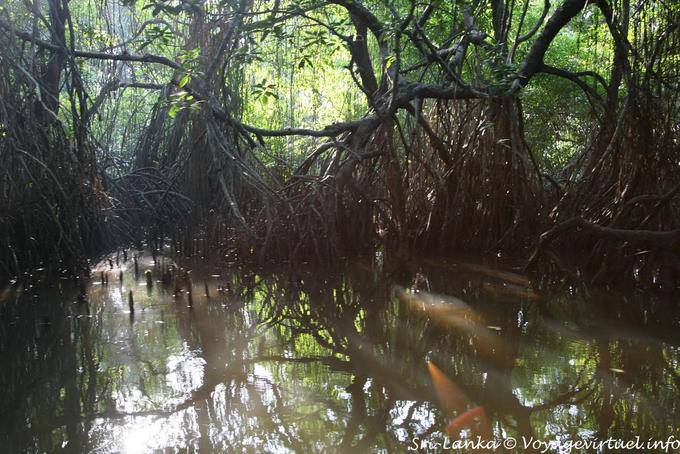 Verstrickung in den Mangrovenwurzel, Bentota Beruwela - Sri Lanka