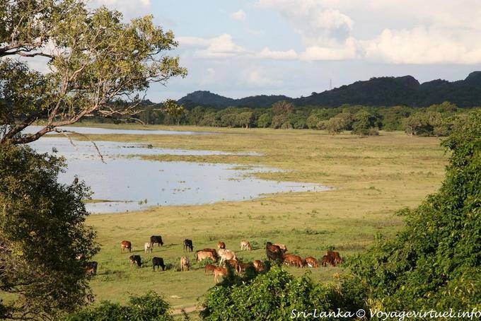 Herd Seeufer, Kandalama - Sri Lanka