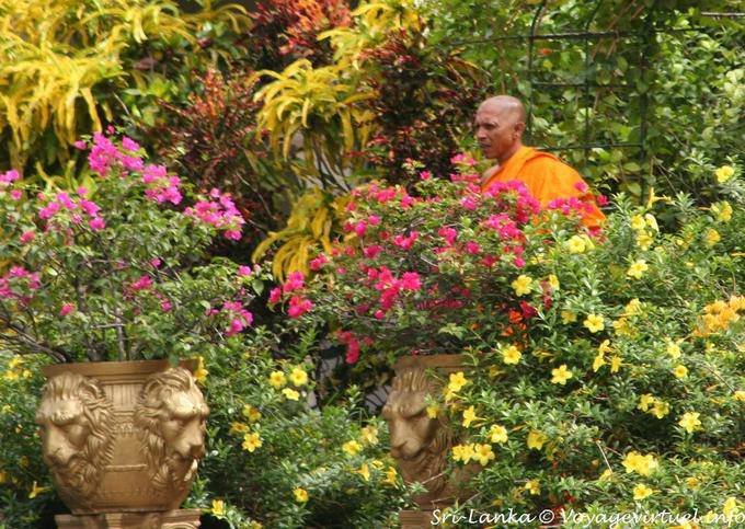 Monk im üppigen Garten des Goldenen Tempels in Dambulla - Sri Lanka