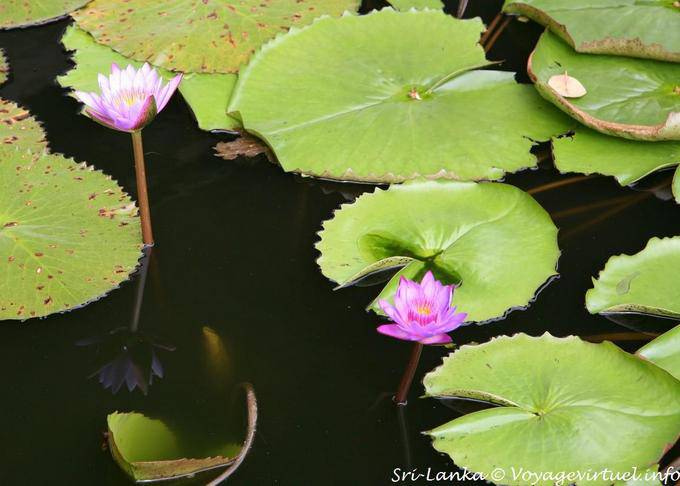 Lotus im Teich vor den Höhlen in den Goldenen Tempel in Dambulla - Sri Lanka