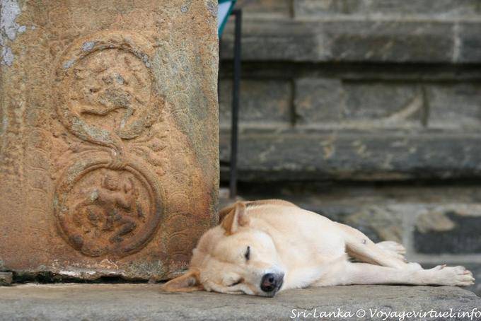 Dog schlafen im Heiligtum, Gadaladeniya Tempel in Kandy - Sri Lanka
