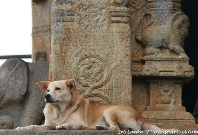 Hund hält die Menge vor dem Chor, Gadaladeniya, Kandy - Sri Lanka