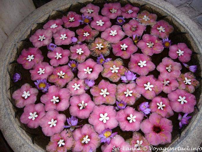 Regency Hotel Kandy, Gastfreundschaft Blumenbecken - Sri Lanka