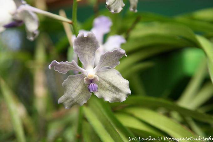 Mini White Orchid, Royal Botanical Gardens, Peradeniya - Sri Lanka