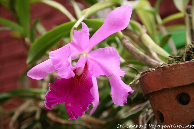 Variation in Pink und Fuchsia für eine Orchidee, Botanischer Garten, Peradeniya - Sri Lanka