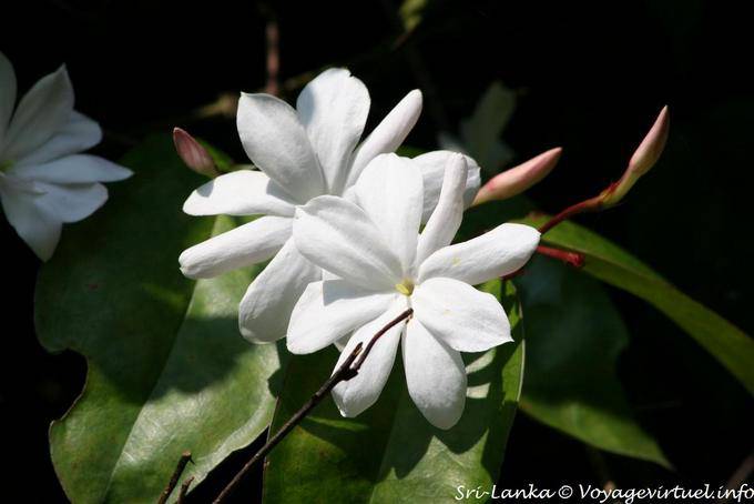 Jasmine Delikatesse, Royal Botanical Gardens, Peradeniya - Sri Lanka
