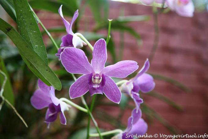 Geben Dendrobium Nobile, Royal Botanical Gardens, Peradeniya - Sri Lanka