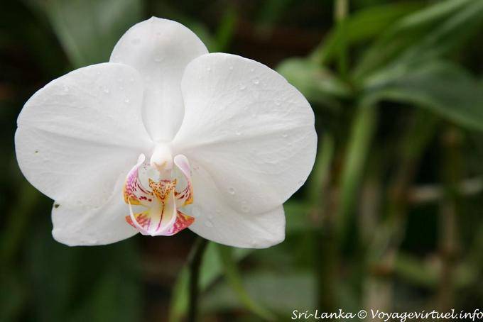 Virginal Herzen für eine Phalaenopsis, Botanischer Garten Peradeniya - Sri Lanka