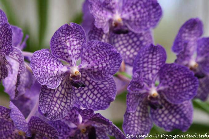 Vanda lila und weißen Orchideen, Botanischer Garten von Peradeniya - Sri Lanka