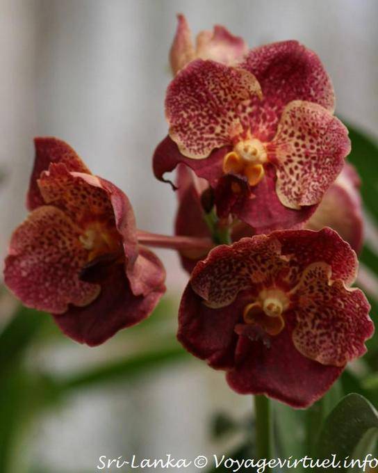 Tiger Orchidee in Schweinenase, Botanischer Garten von Peradeniya - Sri Lanka