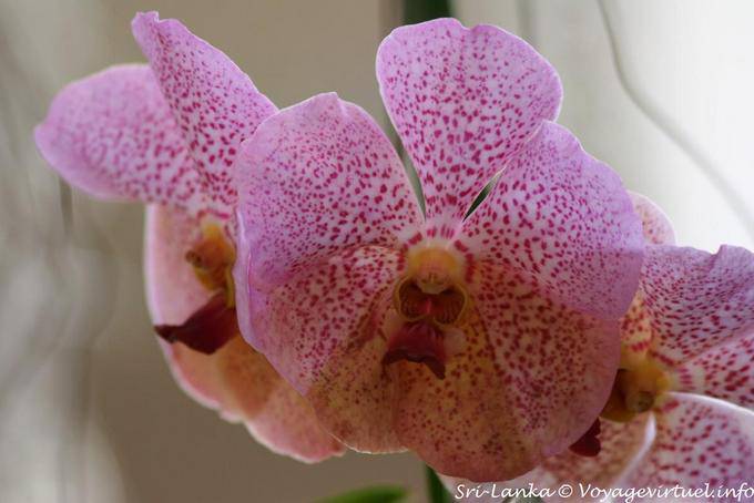 Zärtlichkeit Blumen, Orchideen, Botanischer Garten von Peradeniya - Sri Lanka